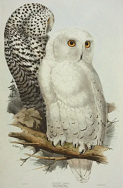 John Gould Native Animals Bird print tree owl art painting Vintage Australia