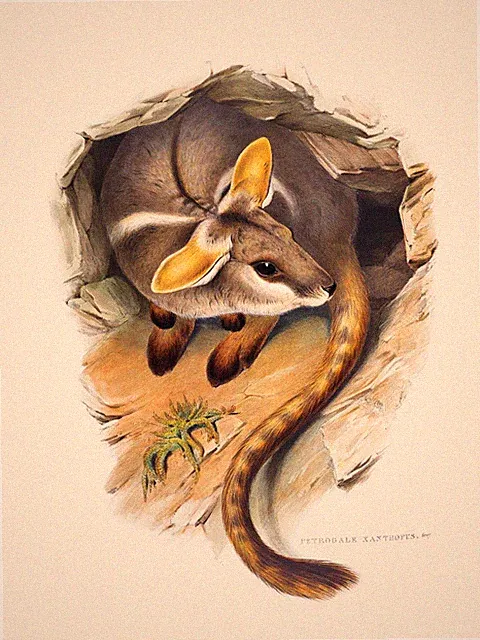 John Gould Native wallaby Birds print tree owl painting Vintage Old Australia